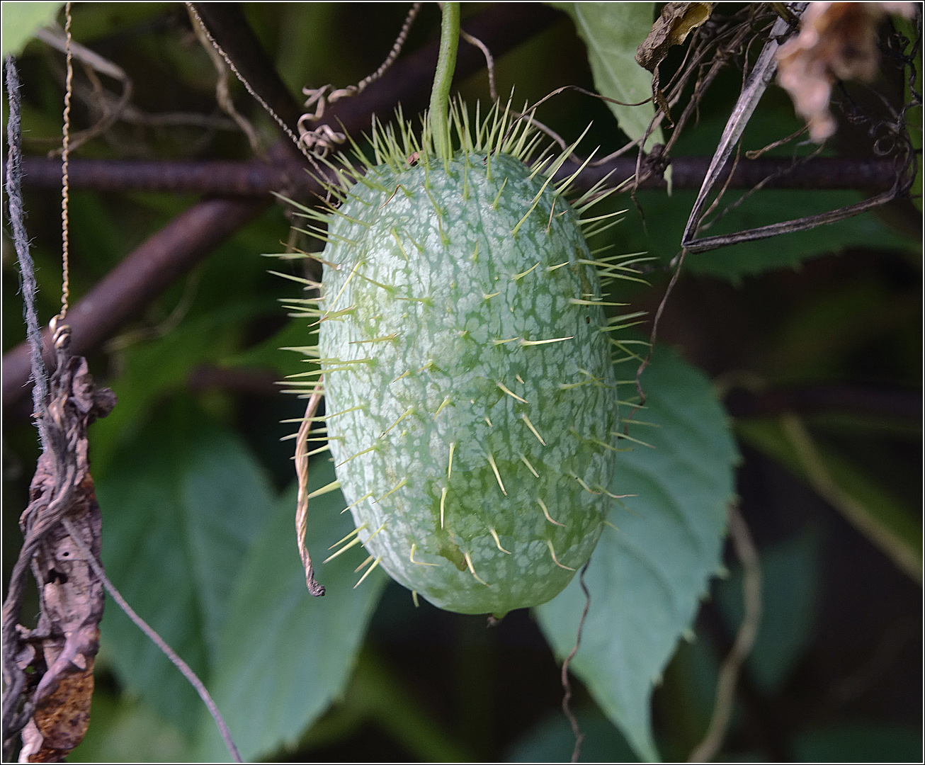 Image of Echinocystis lobata specimen.