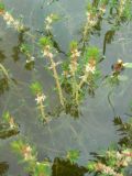 Myriophyllum verticillatum