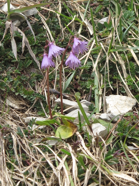 Изображение особи Soldanella alpina.