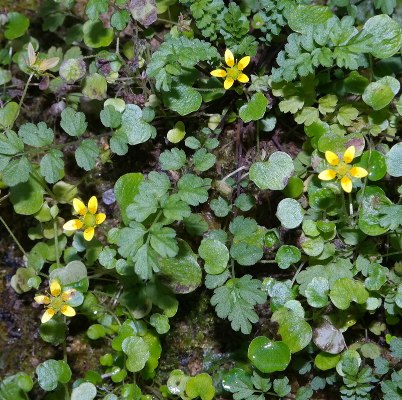 Image of Saxifraga cymbalaria specimen.