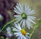 familia Asteraceae. Соцветие-корзинка (со стороны обёртки). Москва, ботанический сад МГУ \"Аптекарский огород\", в культуре. 02.09.2021.