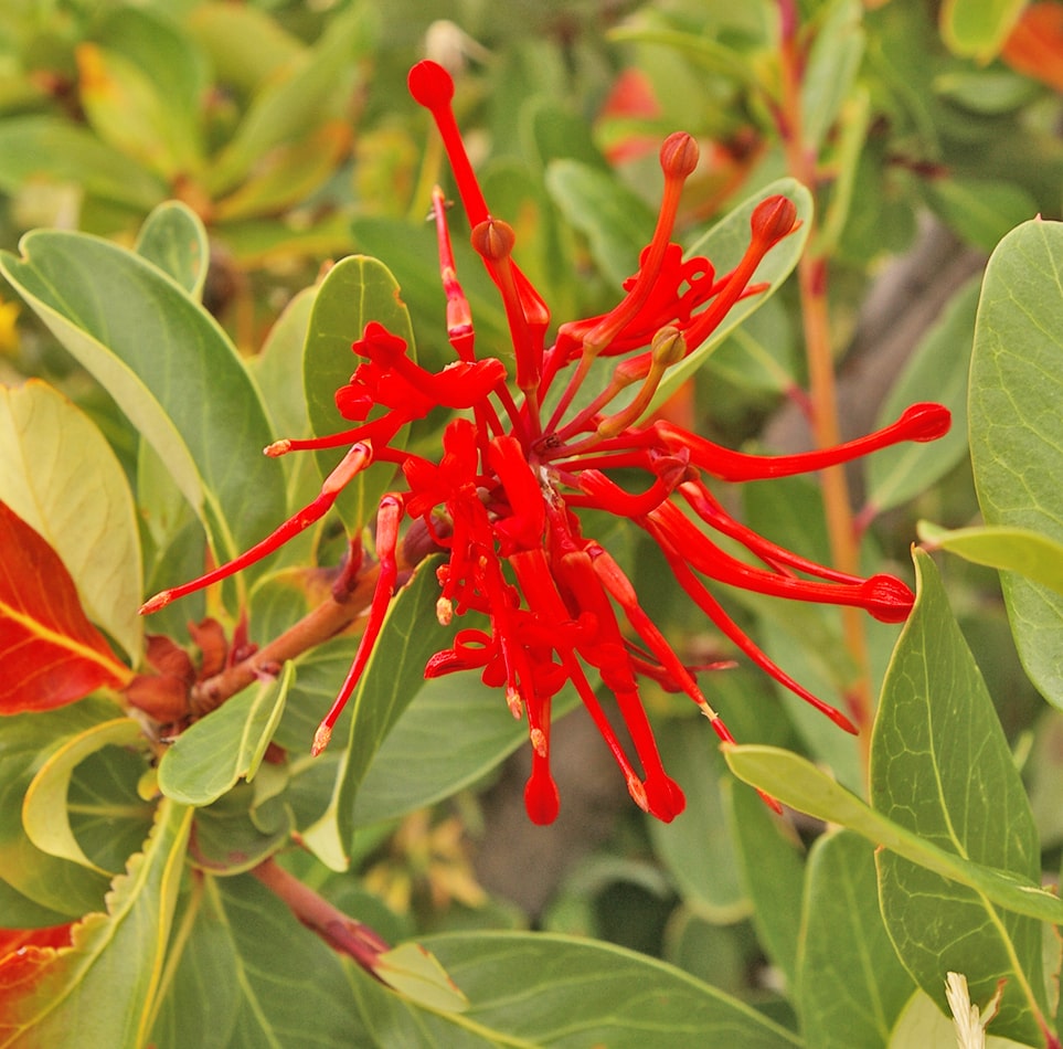 Image of Embothrium coccineum specimen.