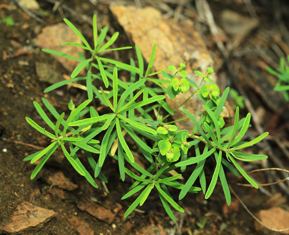 Image of Euphorbia leoncroizatii specimen.