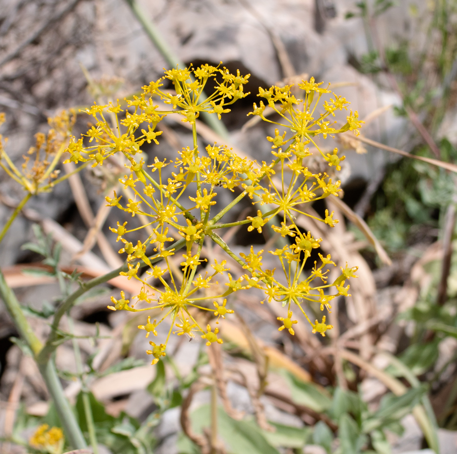 Image of Heptaptera anisopetala specimen.