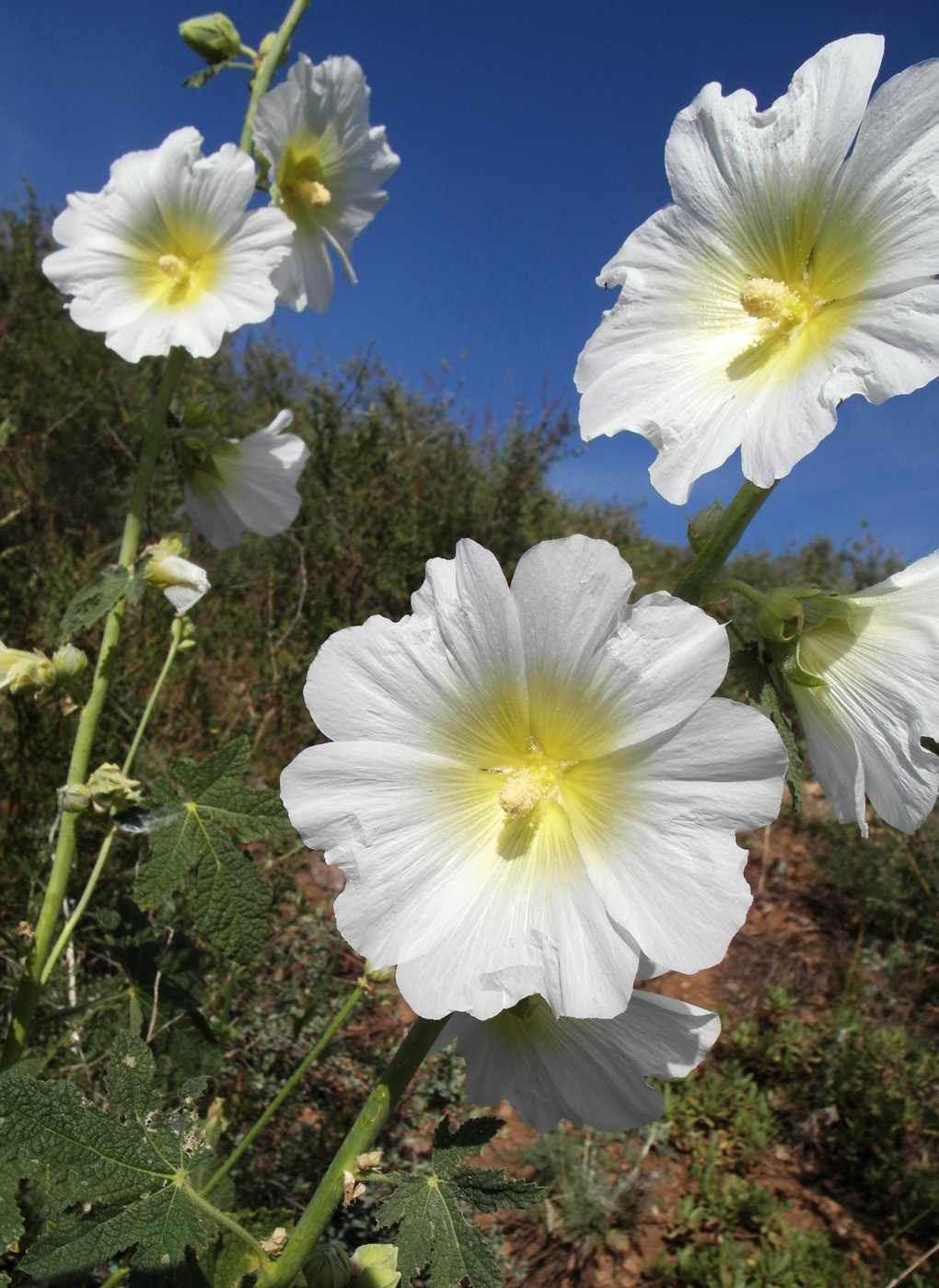 Изображение особи Alcea nudiflora.