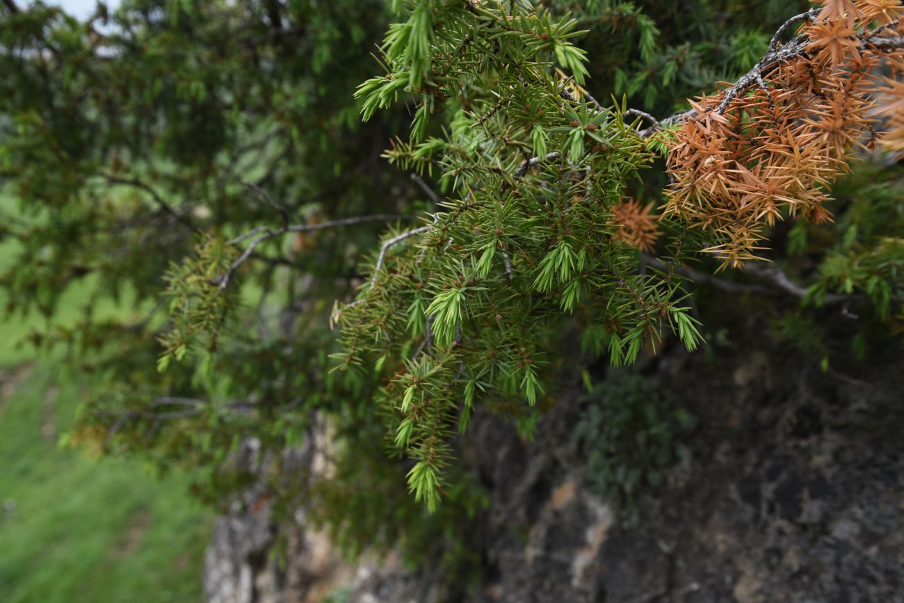 Image of Juniperus oblonga specimen.