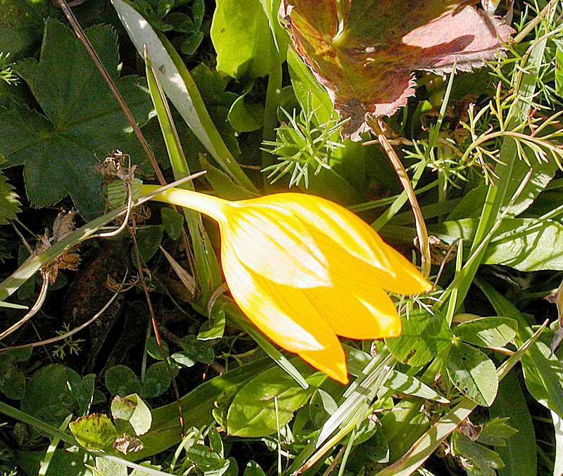 Image of Crocus scharojanii specimen.