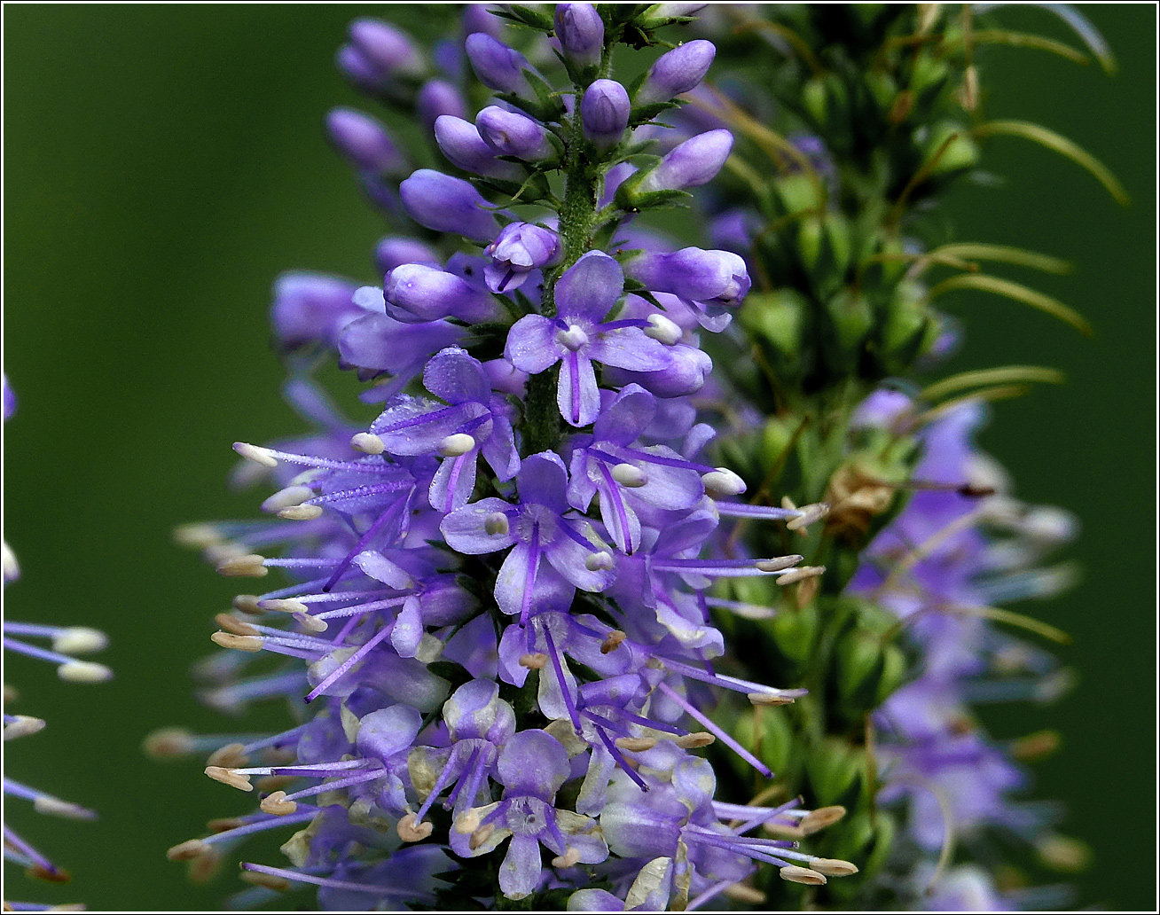 Image of Veronica longifolia specimen.