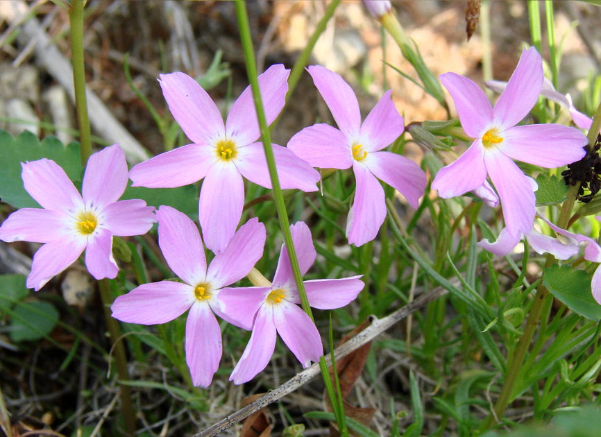 Image of Phlox sibirica specimen.