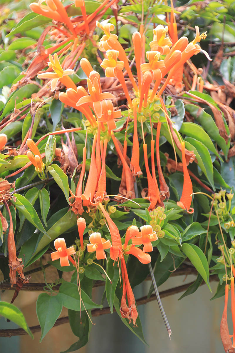 Image of Pyrostegia venusta specimen.