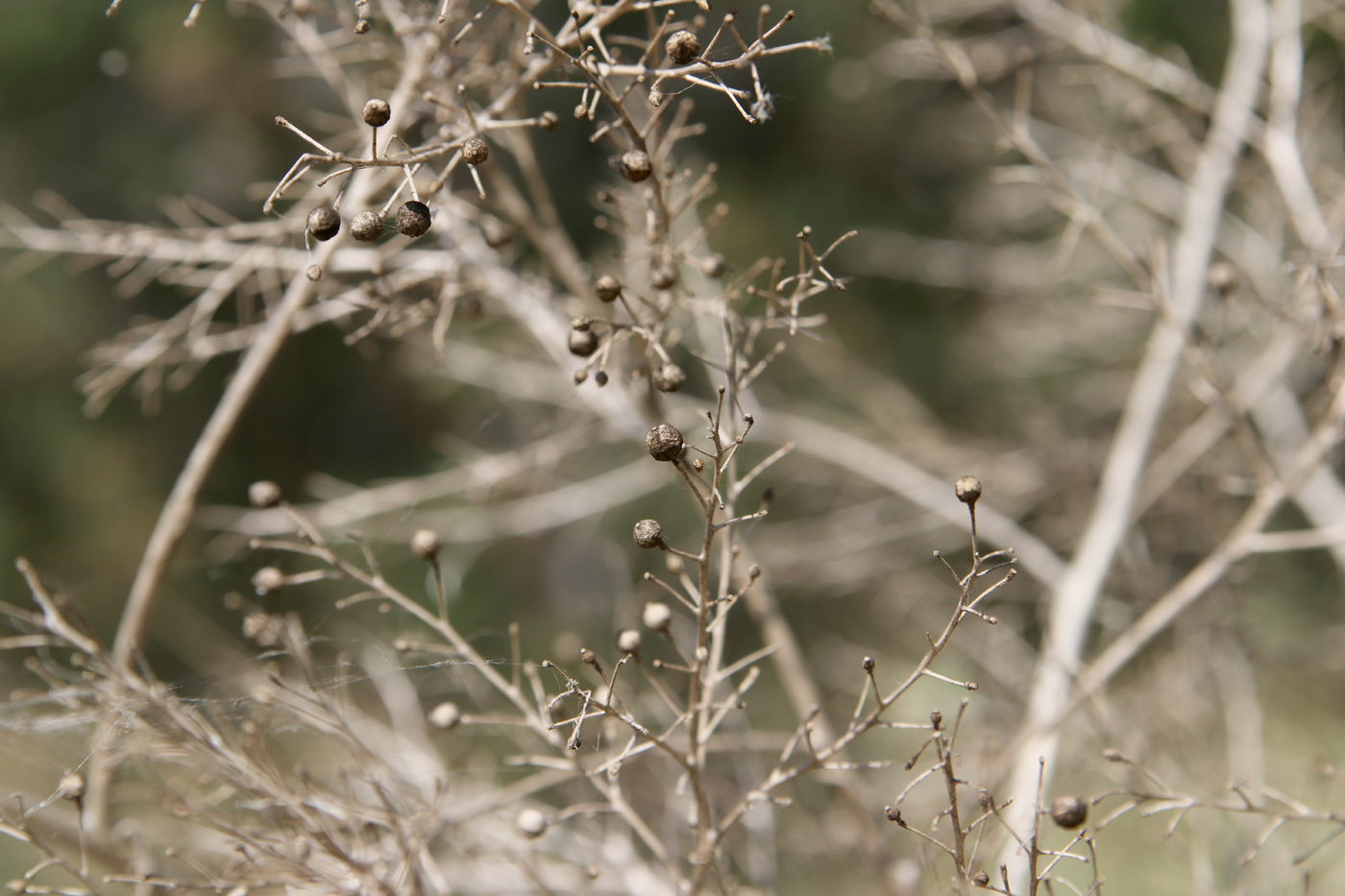 Image of Crambe tataria specimen.