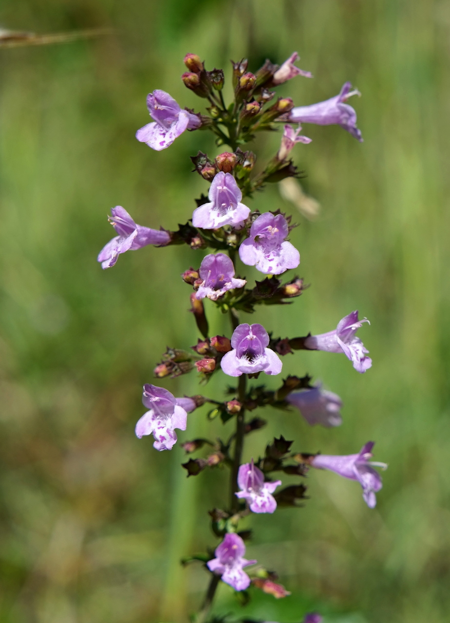 Изображение особи род Clinopodium.