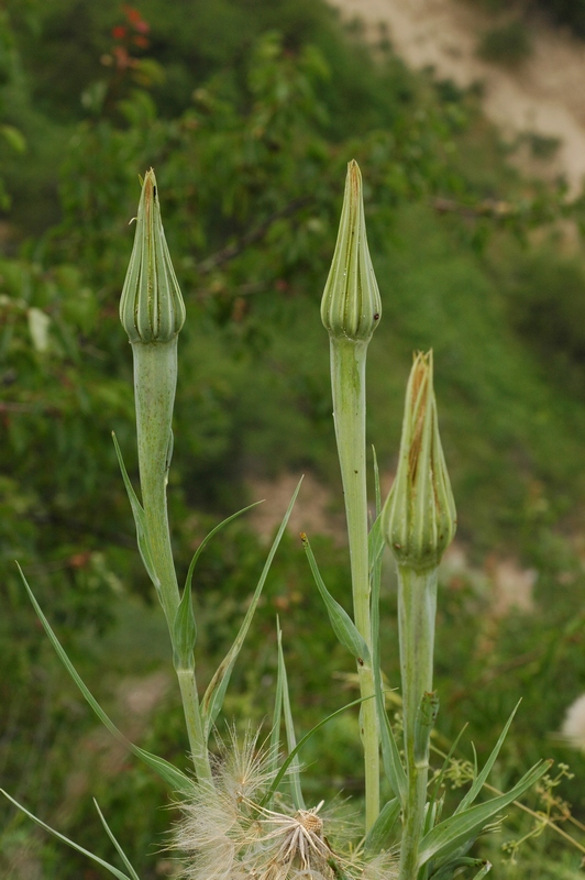 Image of Tragopogon pseudomajor specimen.