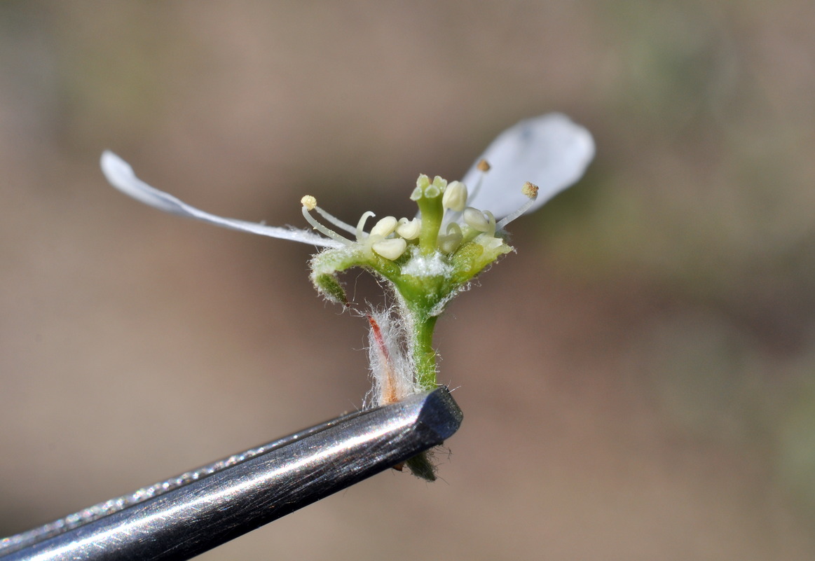 Изображение особи Amelanchier alnifolia.