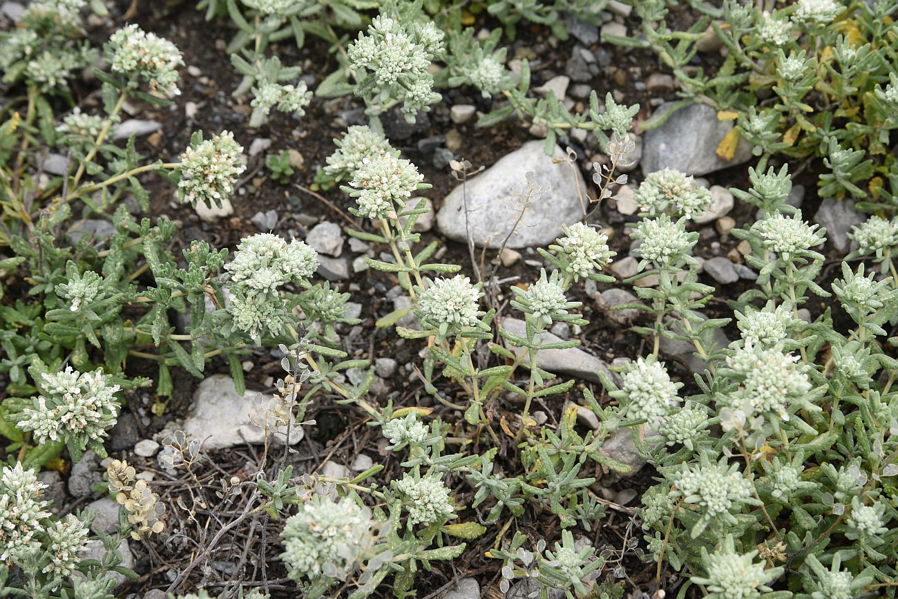 Изображение особи Teucrium capitatum.