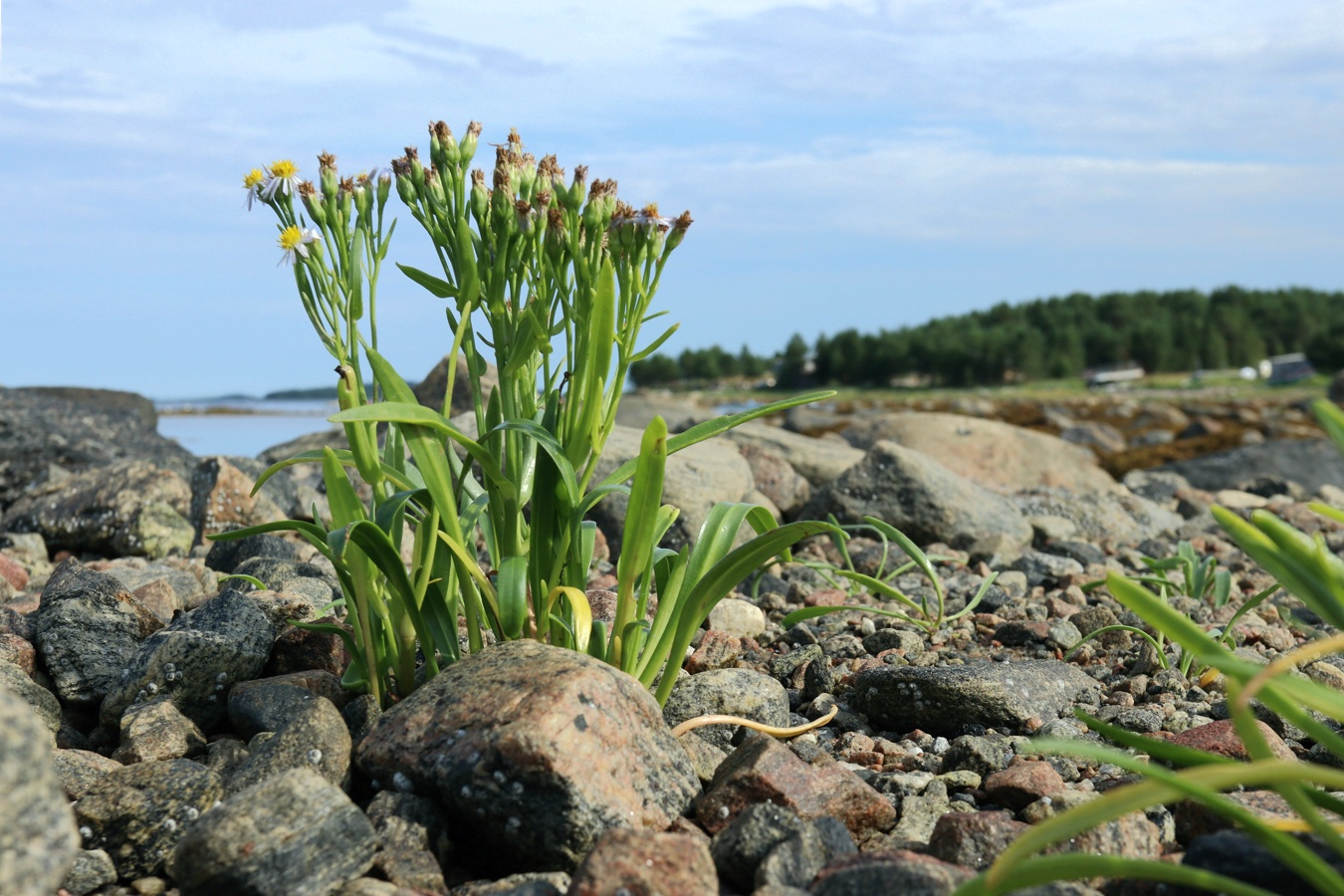 Image of Tripolium pannonicum ssp. tripolium specimen.