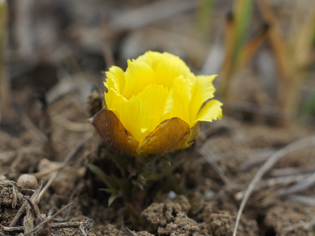 Image of Adonis volgensis specimen.