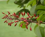 Erythrina crista-galli. Нераспустившееся соцветие. Южный Берег Крыма, пгт Партенит, ЛОК \"Айвазовское\". 15.10.2010.