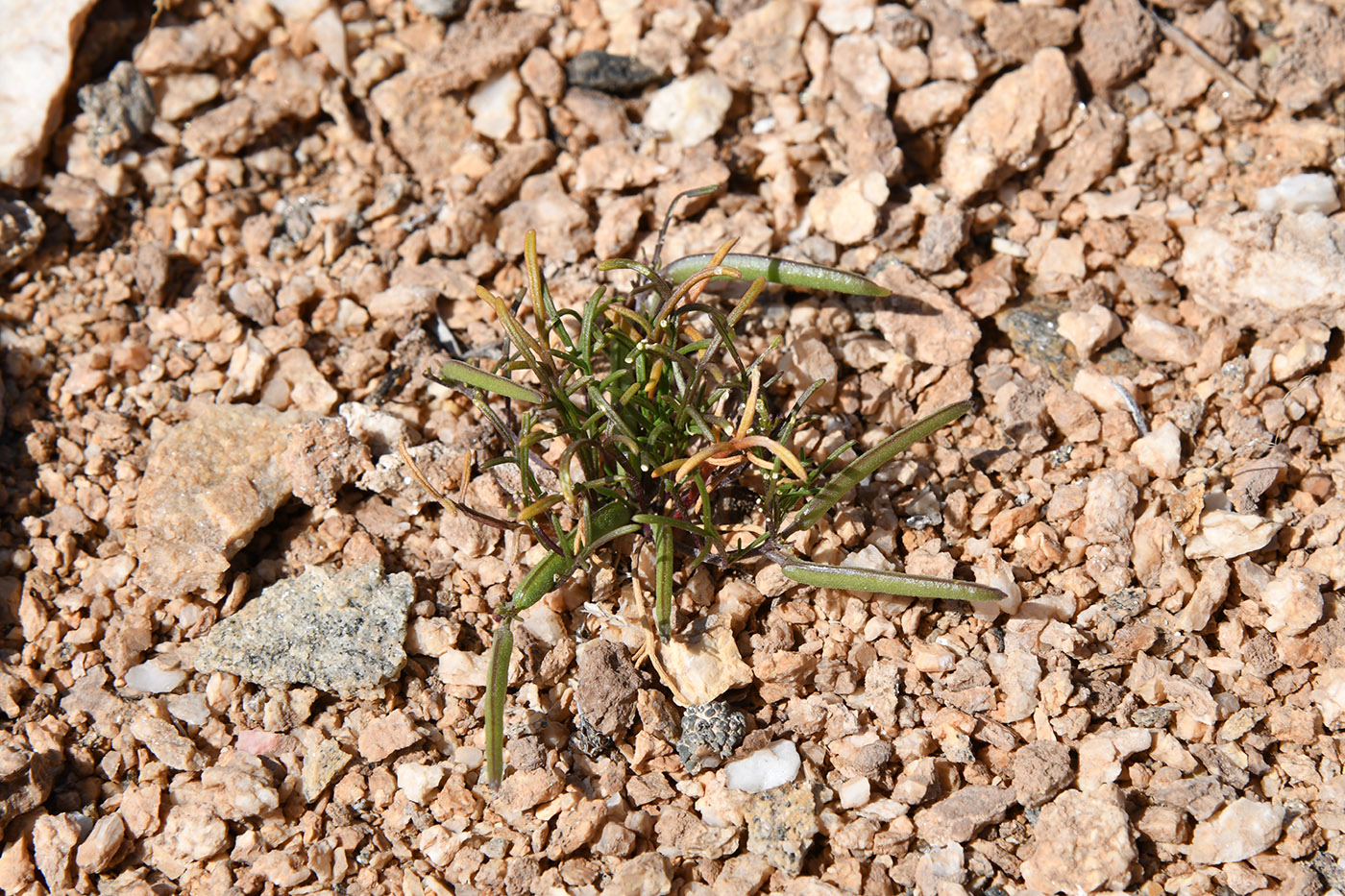 Изображение особи Leptaleum filifolium.