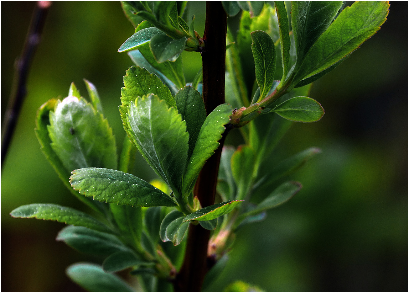 Image of Spiraea &times; billardii specimen.