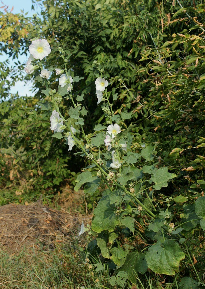 Image of Alcea rosea specimen.