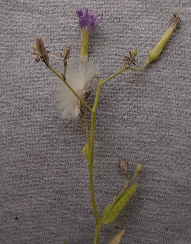 Image of Lactuca tatarica specimen.