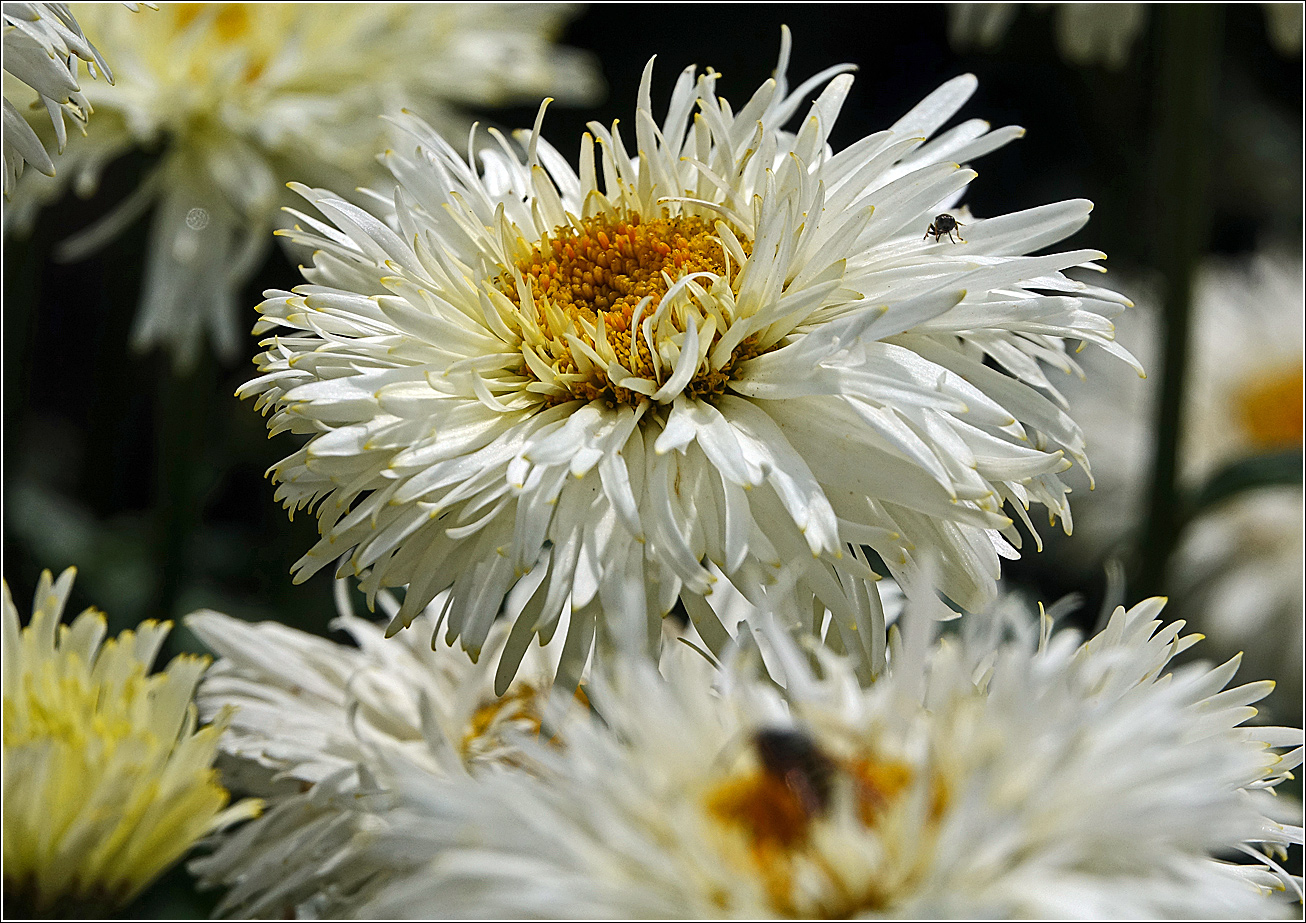 Image of Chrysanthemum indicum specimen.