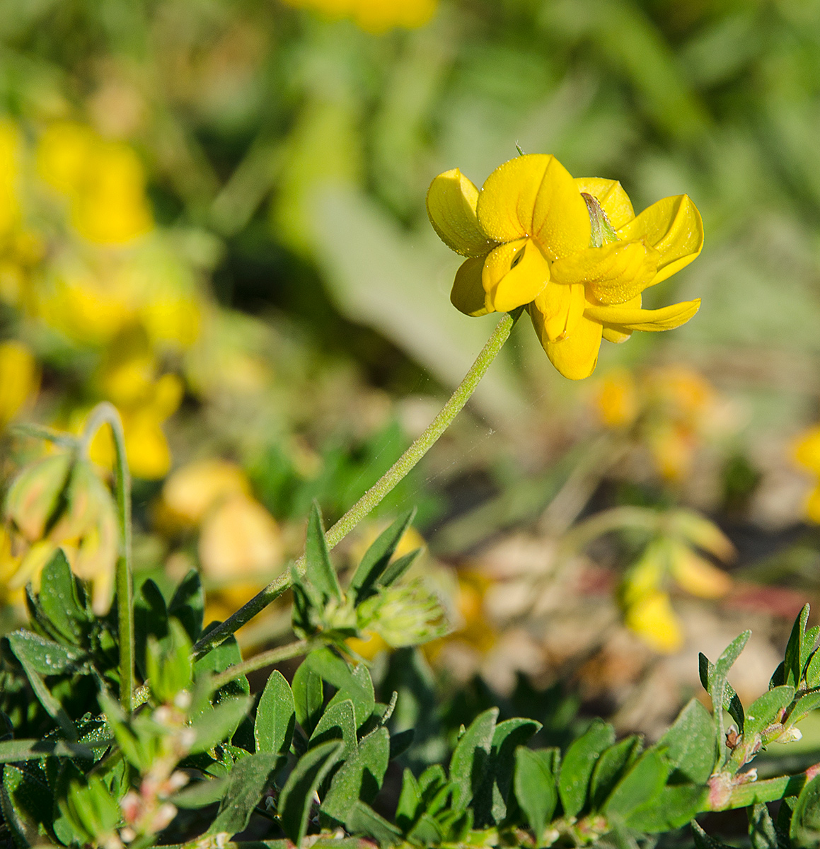 Image of genus Lotus specimen.