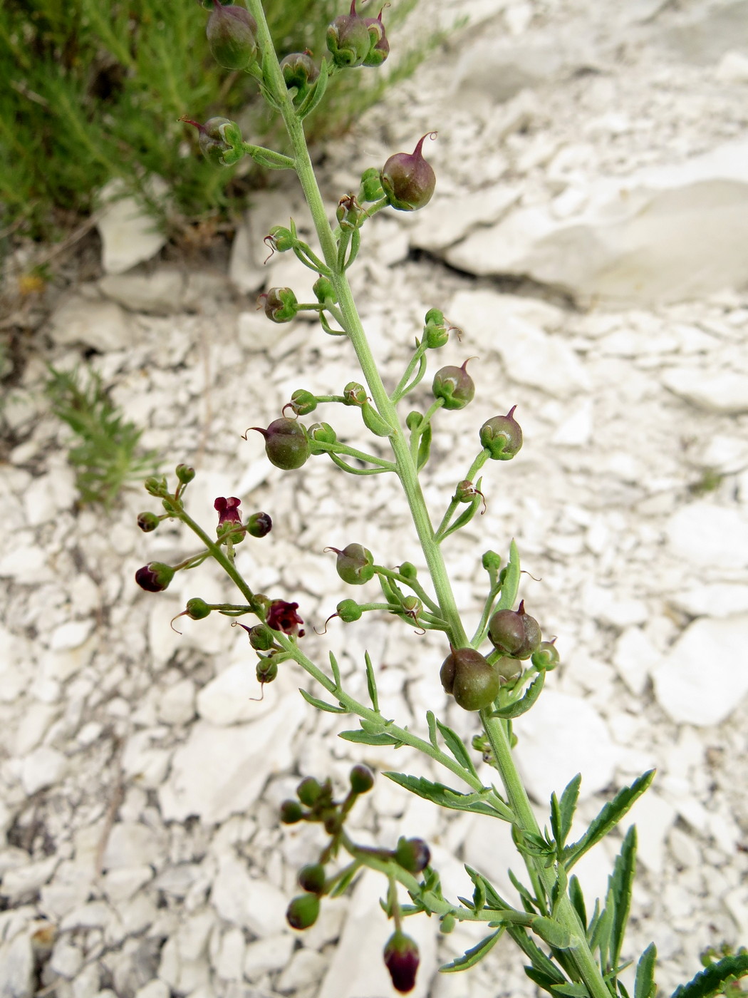 Изображение особи Scrophularia cretacea.