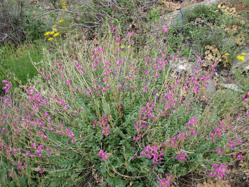 Image of Oxytropis pseudorosea specimen.