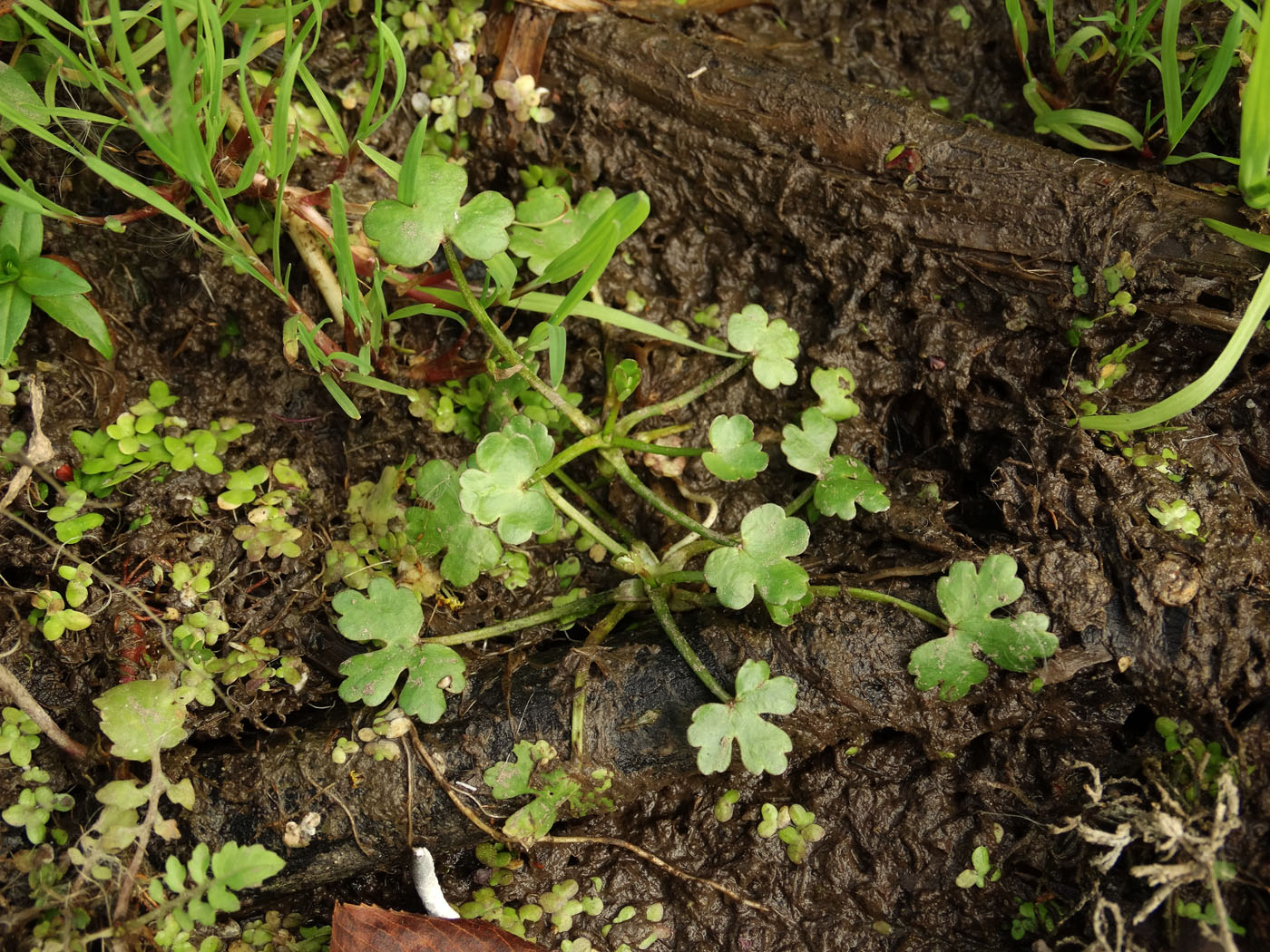 Image of Ranunculus sceleratus specimen.