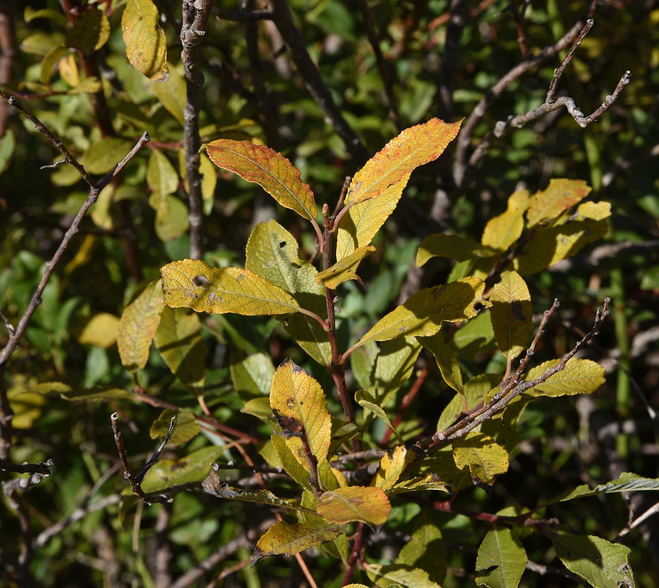 Image of Salix myrsinifolia specimen.