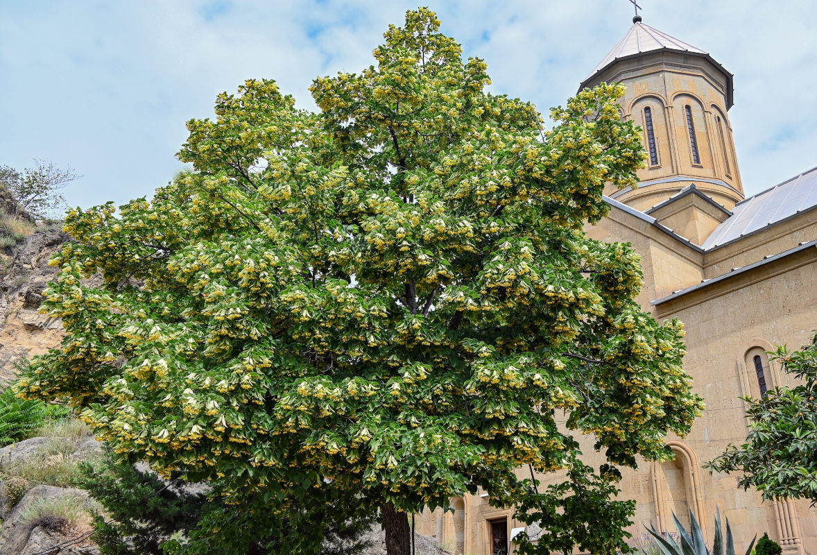 Изображение особи род Tilia.