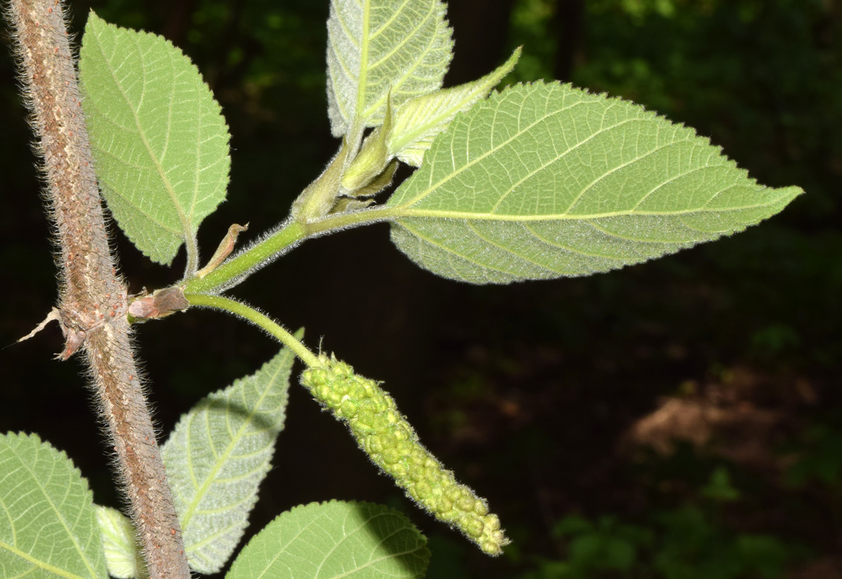 Image of Broussonetia papyrifera specimen.