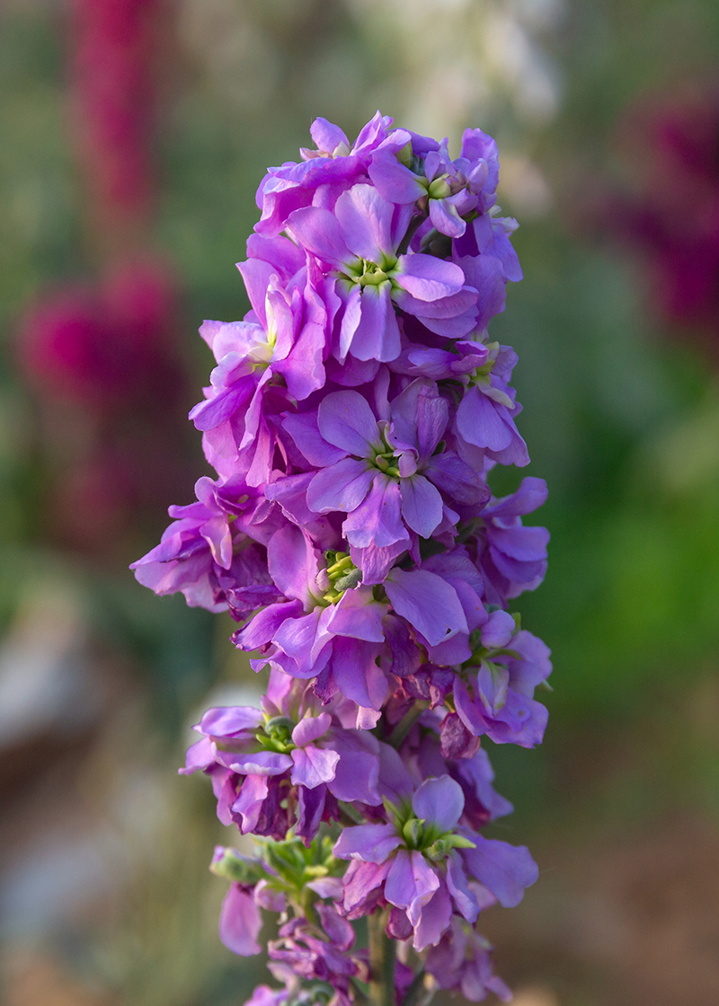 Image of Matthiola incana specimen.