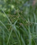 Scirpus sylvaticus. Верхушка плодоносящего растения. Челябинская обл., Златоустовский гор. округ, национальный парк \"Таганай\", дол. р. Большая Тесьма, окр. ур. Железный мост, смешанный лес. 7 июля 2023 г.