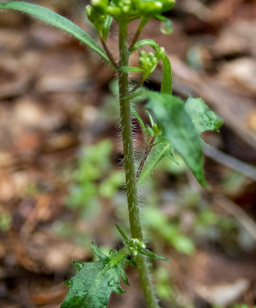 Изображение особи Arabidopsis arenosa.