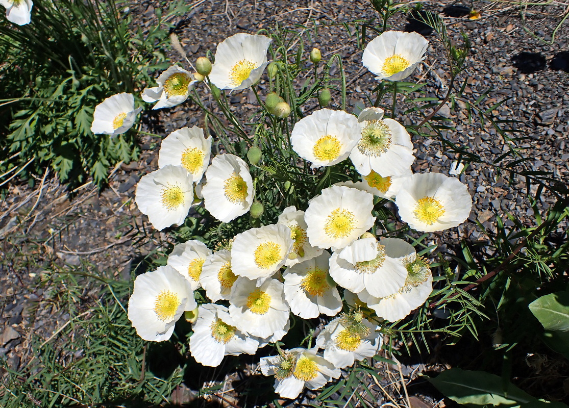 Изображение особи Papaver amurense.