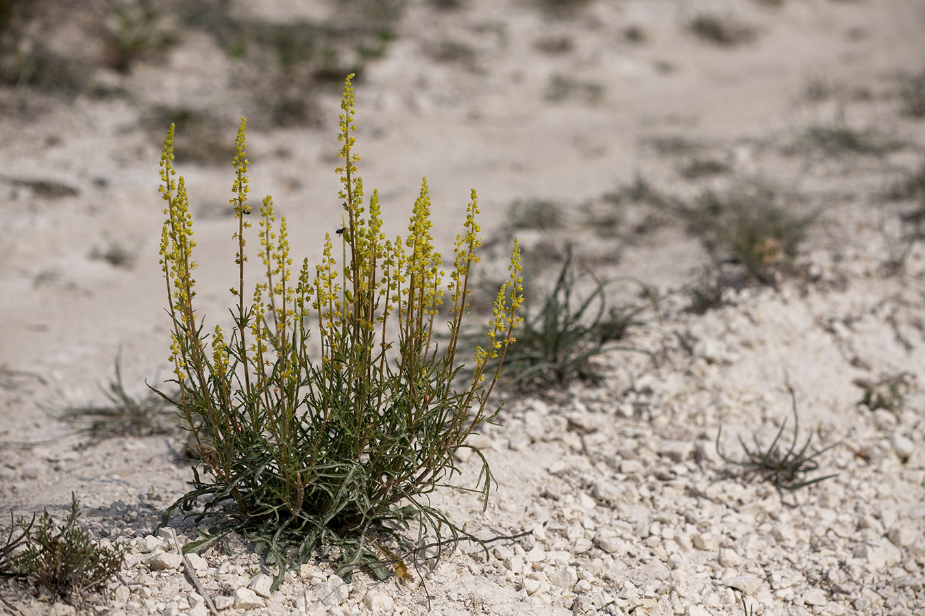 Изображение особи Reseda lutea.