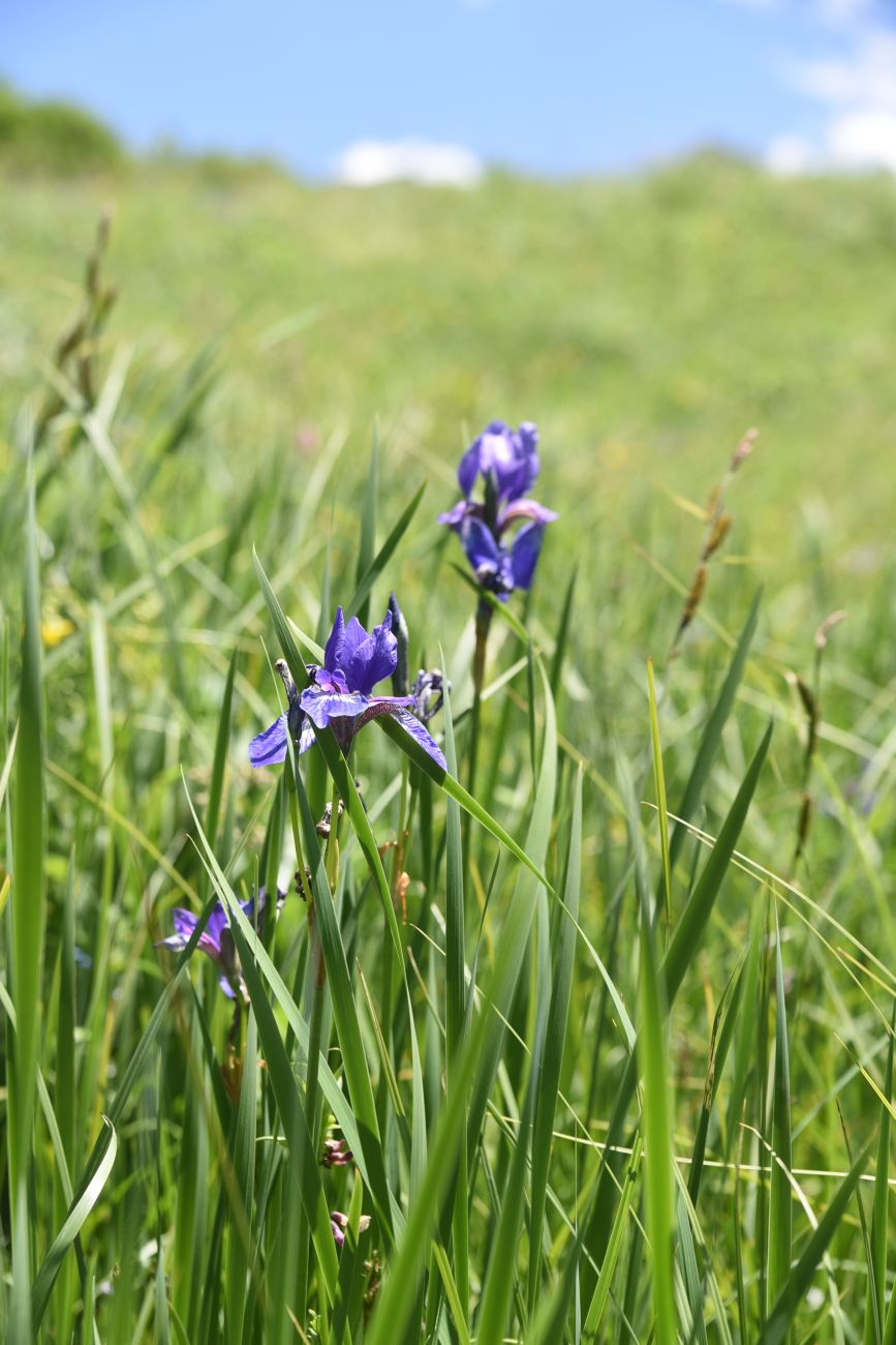 Изображение особи Iris sibirica.