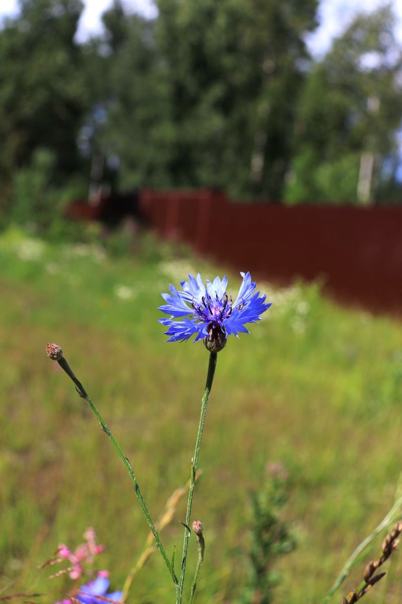 Image of Centaurea cyanus specimen.