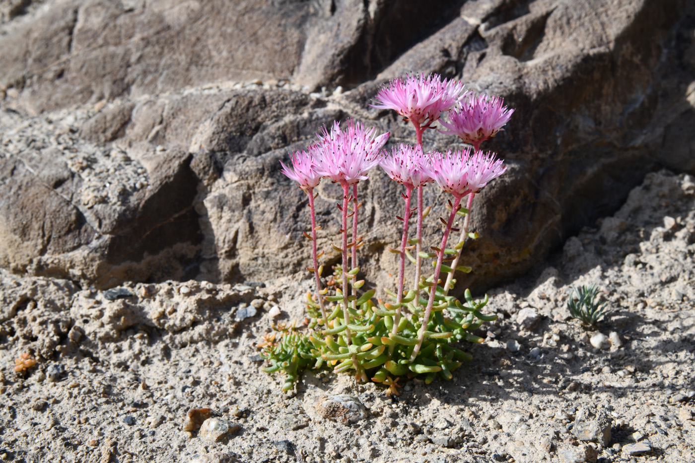 Image of genus Pseudosedum specimen.