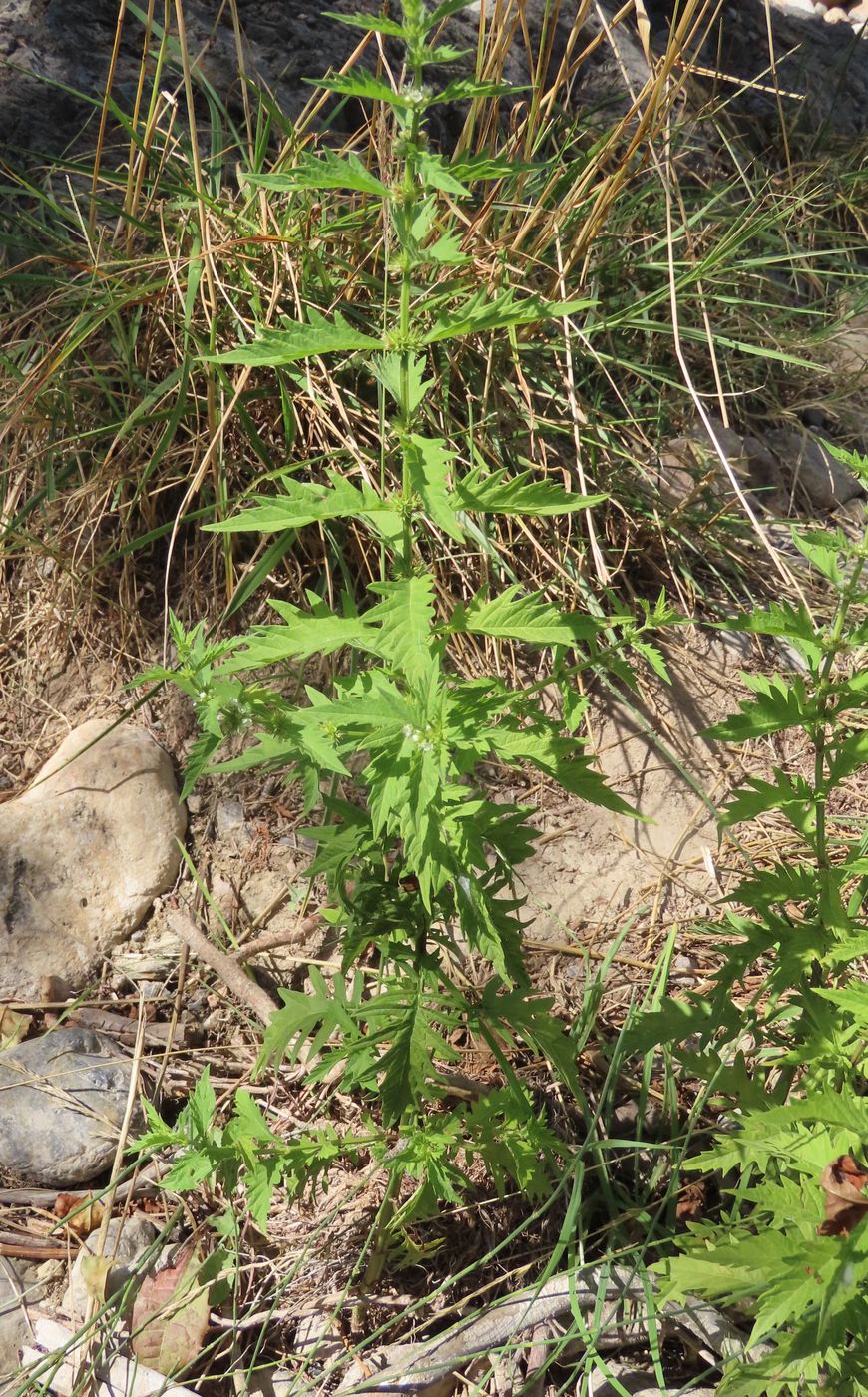 Изображение особи Lycopus europaeus.