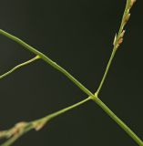 Eragrostis imberbis