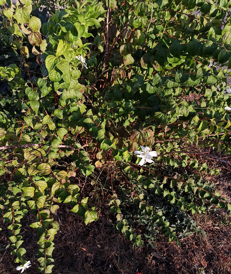 Image of genus Philadelphus specimen.