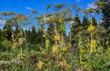 Heracleum sosnowskyi. Плодоносящие растения. Московская обл., Сергиево-Посадский р-н, долина р. Пажа, опушка смешанного леса. 20.07.2024.