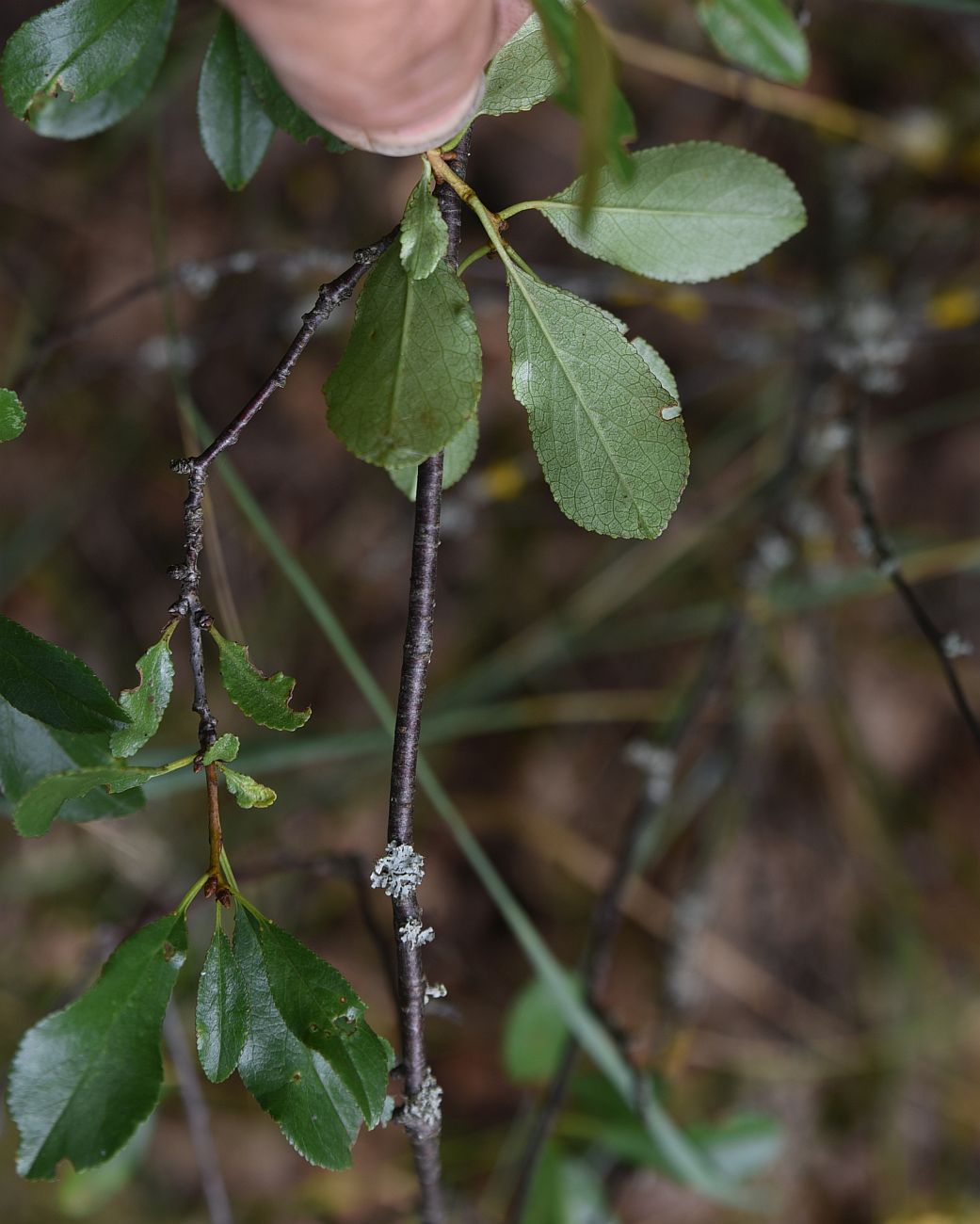 Image of familia Rosaceae specimen.