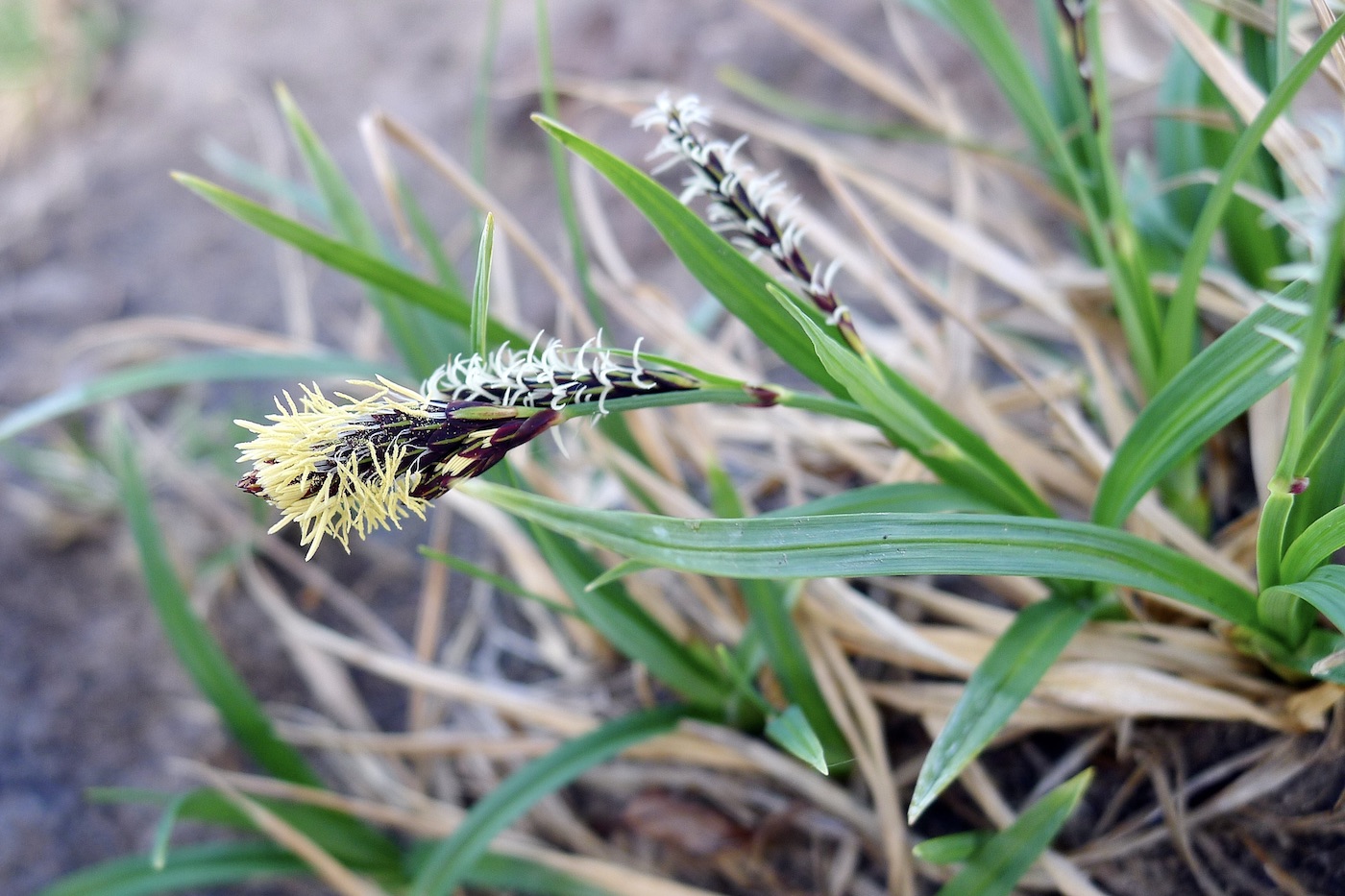 Изображение особи Carex bigelowii.