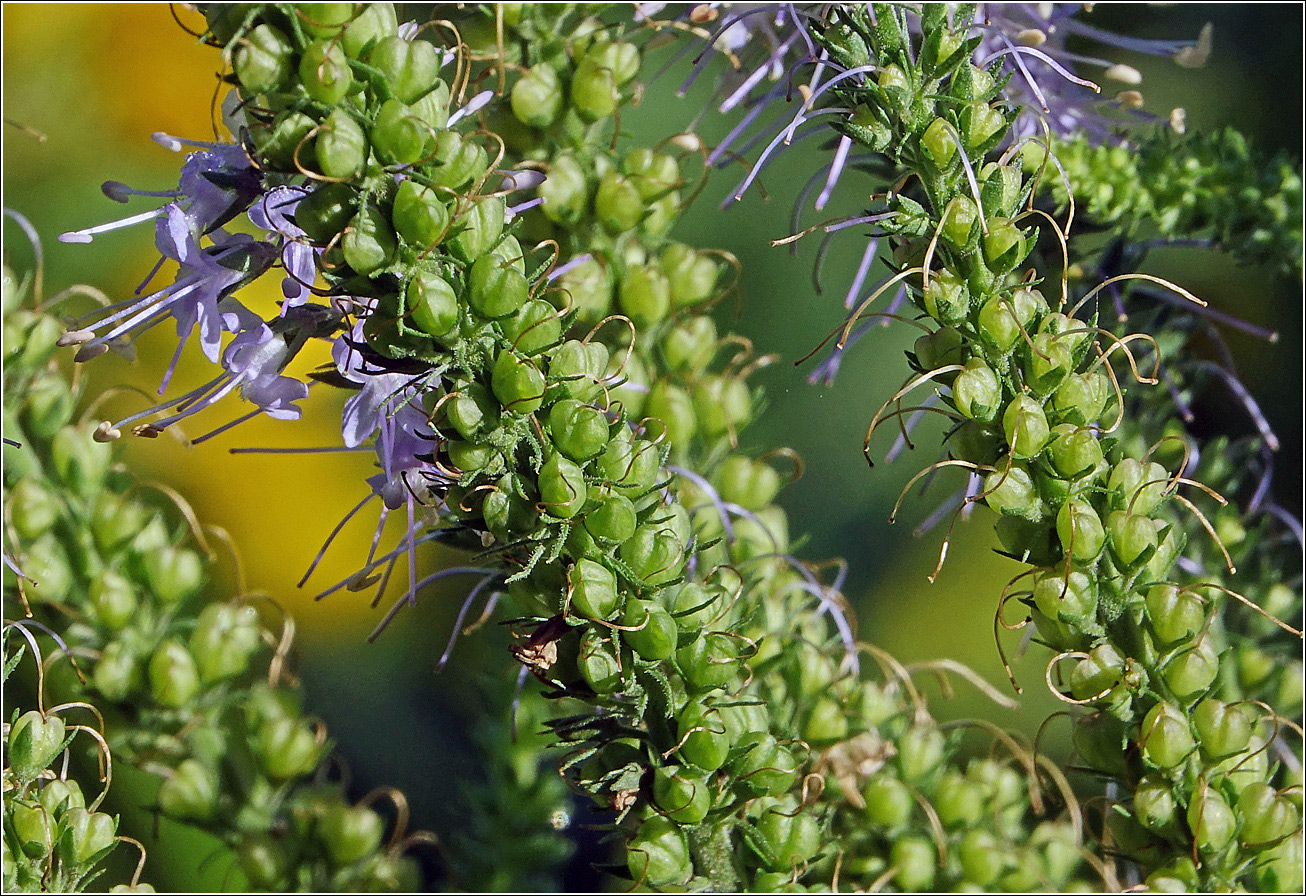 Image of Veronica longifolia specimen.