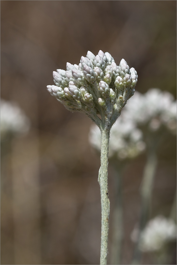 Image of genus Anaphalis specimen.